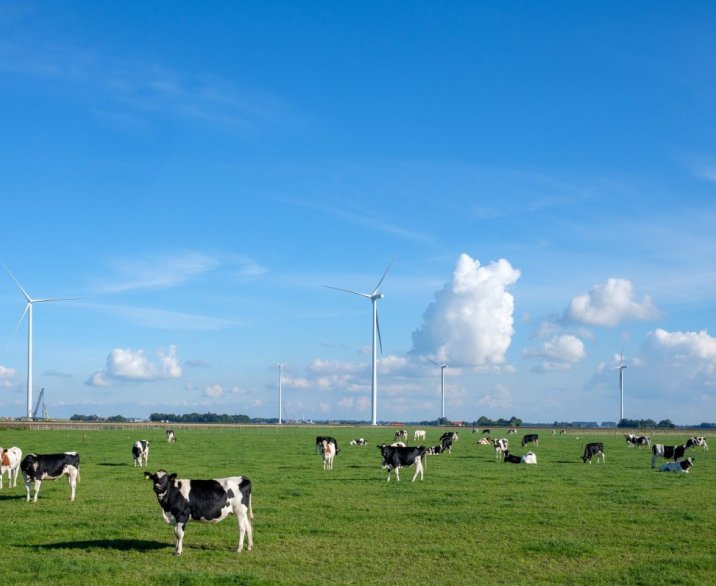 stockfoto: koeien in weiland met achtergrond windmollens