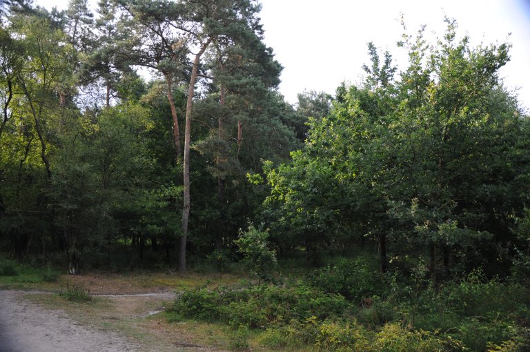 Snoeiafval ophalen vanaf 2026 niet altijd gratis 