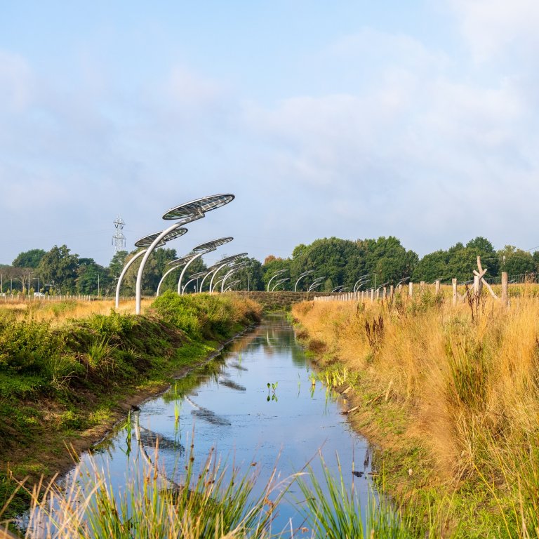 De zonnepaneelzonnebloemen bij Berghem