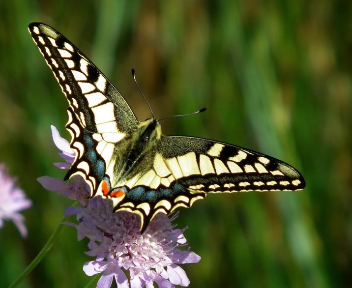 vlinder
