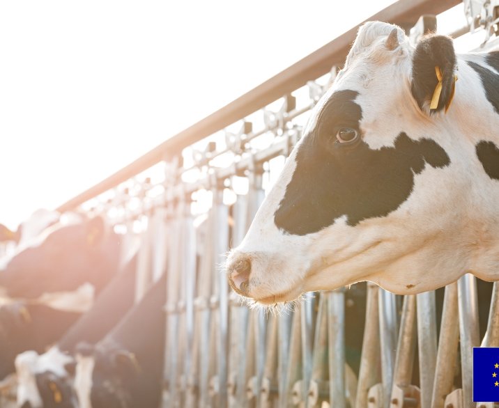 Koe in buitenstal met EU vlag